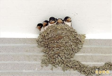 突出 凸出 家裡有鳥築巢